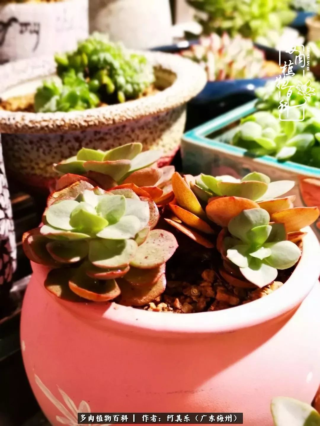 我的阳台“肉园”，看着它们，亦可醉生梦死了