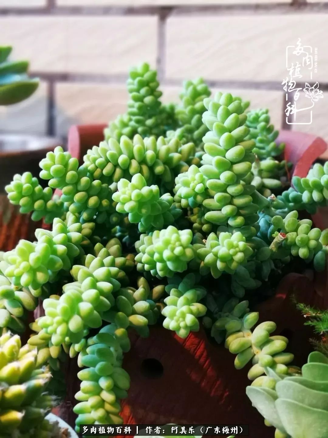 我的阳台“肉园”，看着它们，亦可醉生梦死了