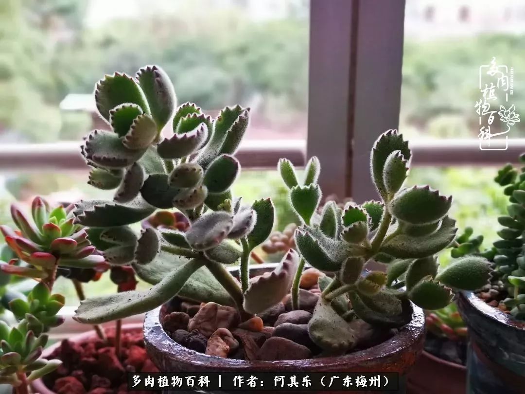 我的阳台“肉园”，看着它们，亦可醉生梦死了