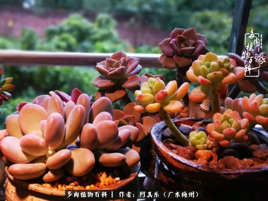 我的阳台“肉园”，看着它们，亦可醉生梦死了