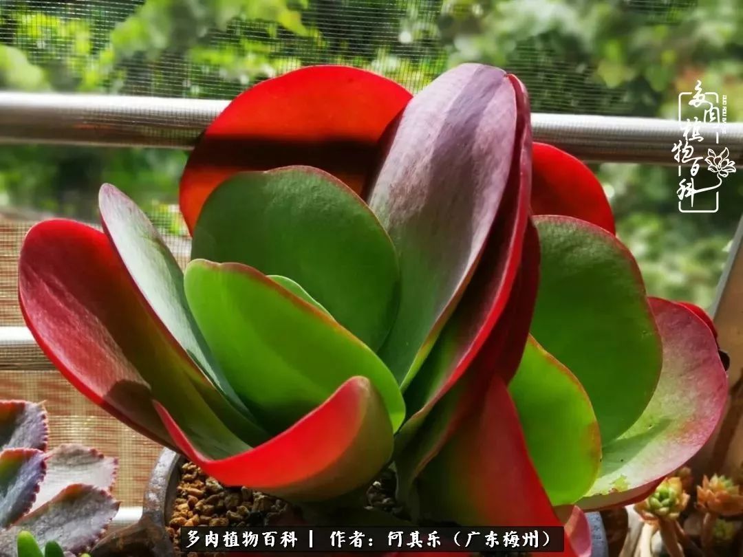 我的阳台“肉园”，看着它们，亦可醉生梦死了