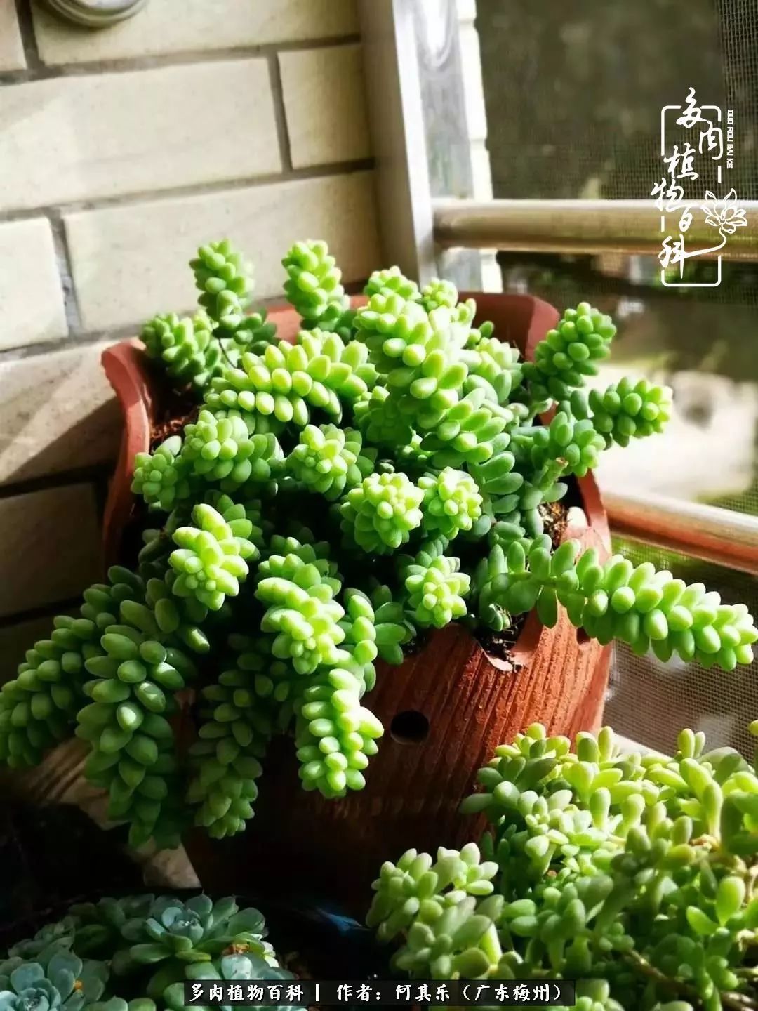 我的阳台“肉园”，看着它们，亦可醉生梦死了