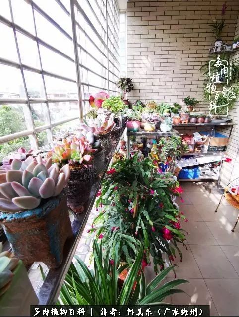 我的阳台“肉园”，看着它们，亦可醉生梦死了