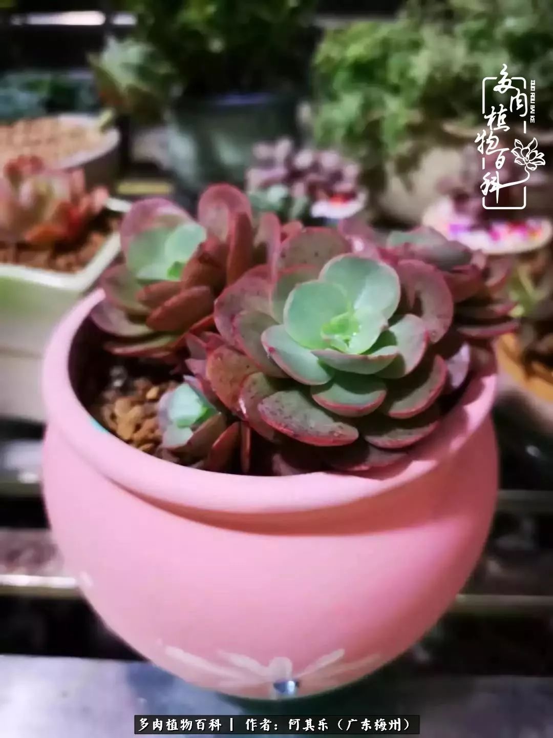 我的阳台“肉园”，看着它们，亦可醉生梦死了