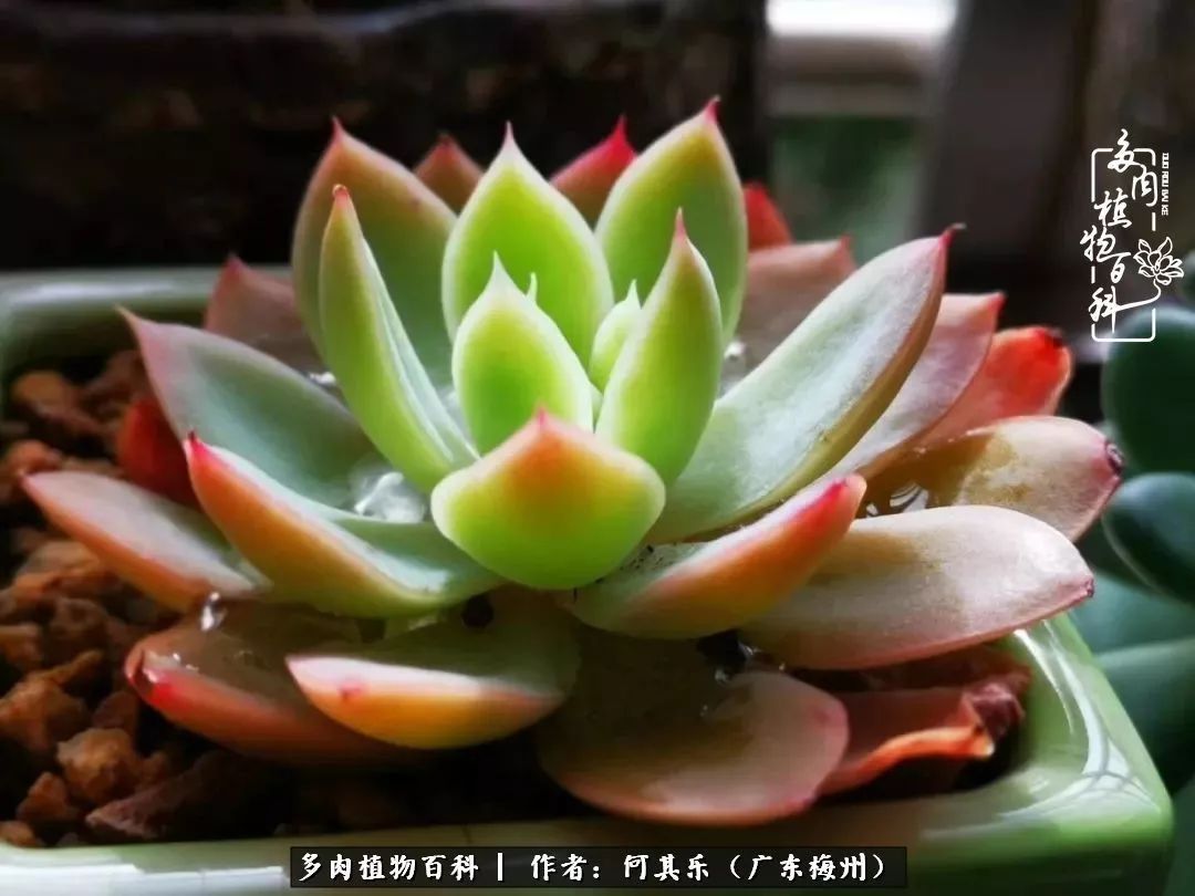 我的阳台“肉园”，看着它们，亦可醉生梦死了