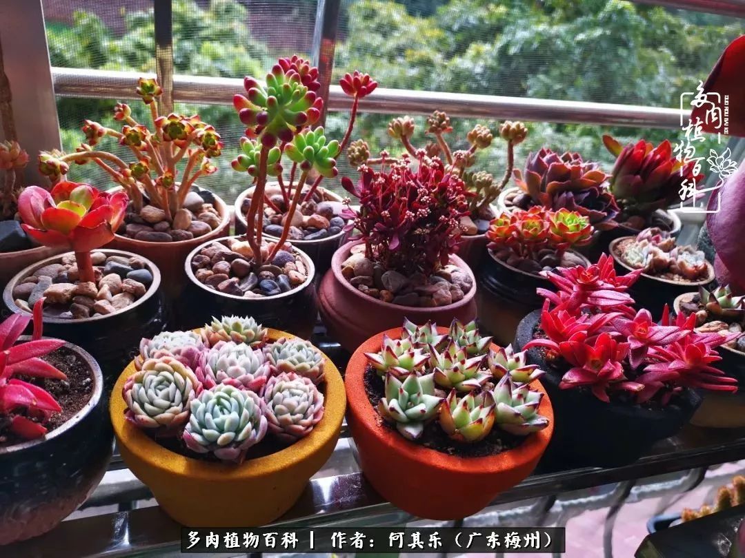 我的阳台“肉园”，看着它们，亦可醉生梦死了