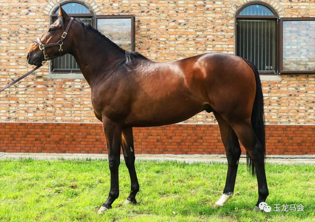 名马之后，发现无限“商机”！国际赛冠军登陆第六期“玉龙”马匹网络拍卖会