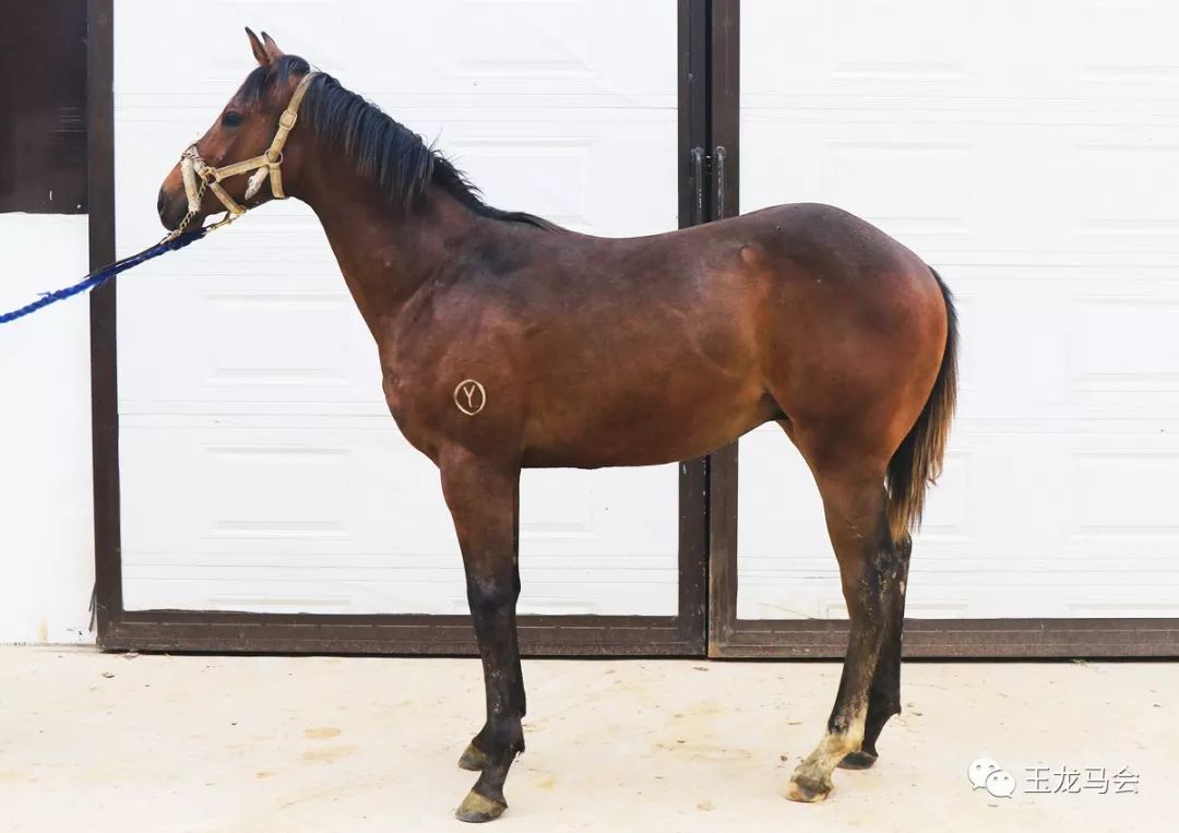 名马之后，发现无限“商机”！国际赛冠军登陆第六期“玉龙”马匹网络拍卖会