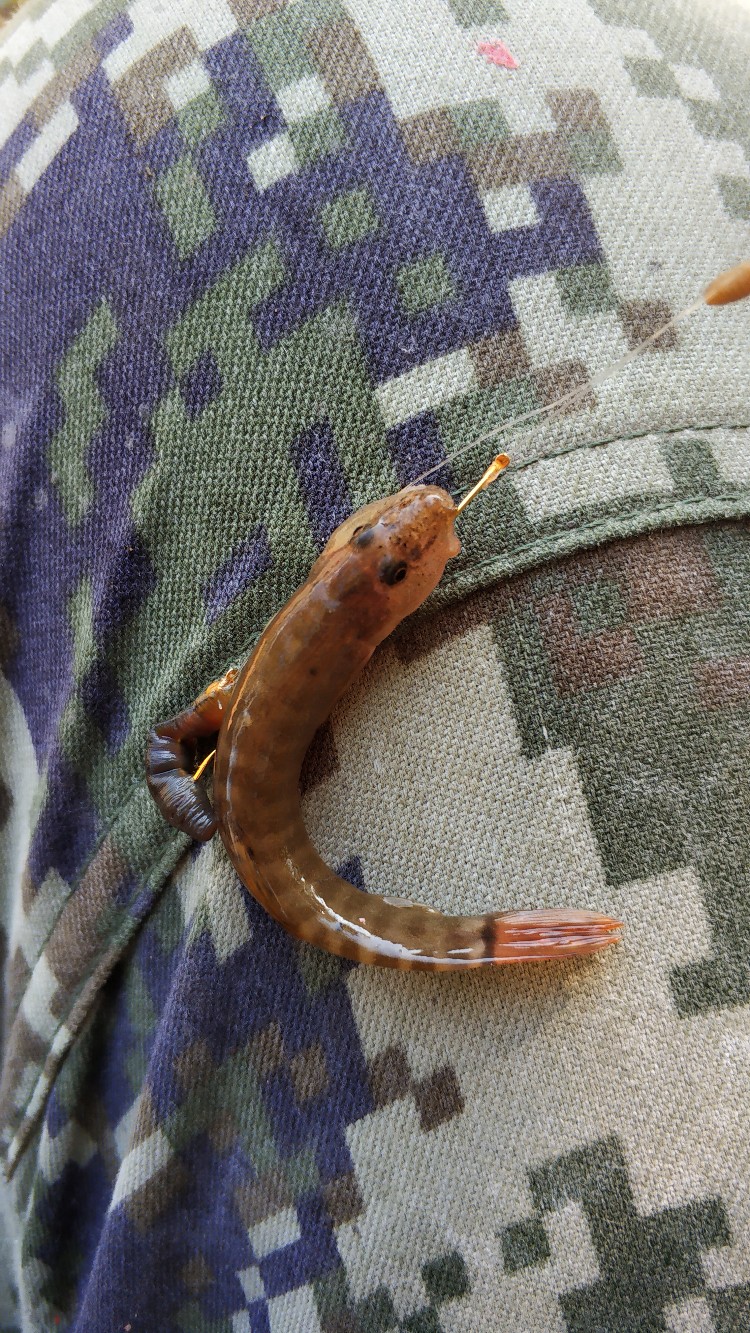 家乡小河里的鱼种,家乡小河里的鱼