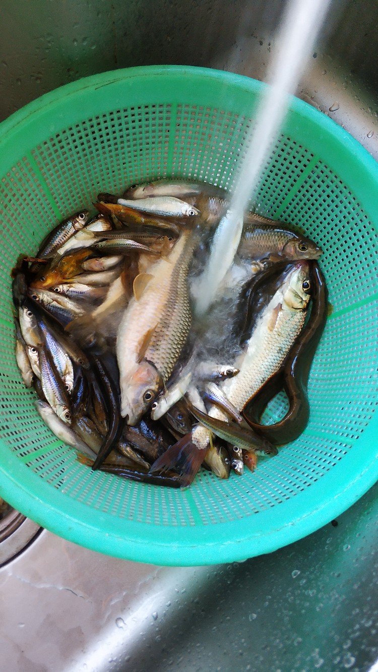 家乡小河里的鱼种,家乡小河里的鱼