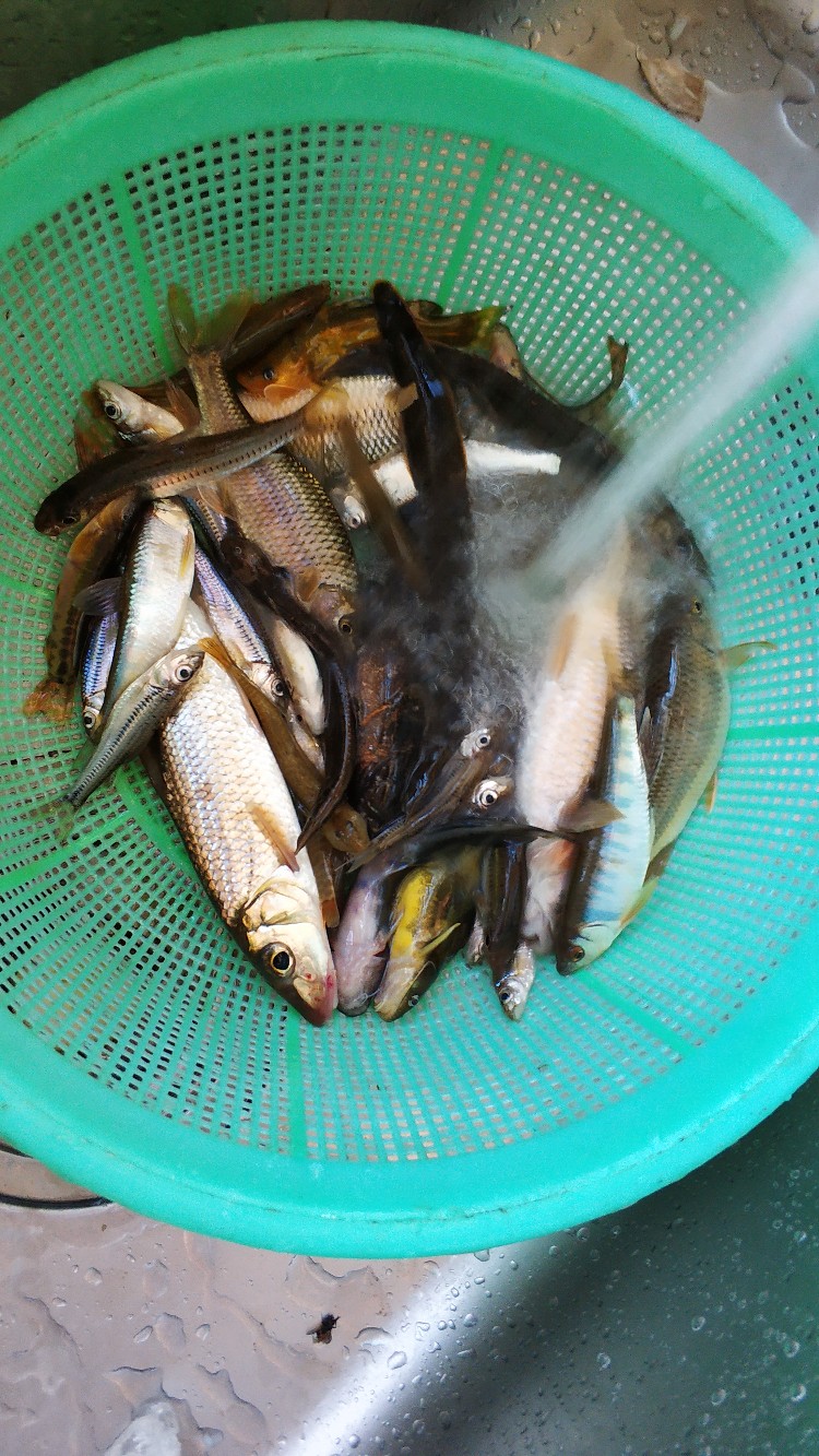 家乡小河里的鱼种,家乡小河里的鱼