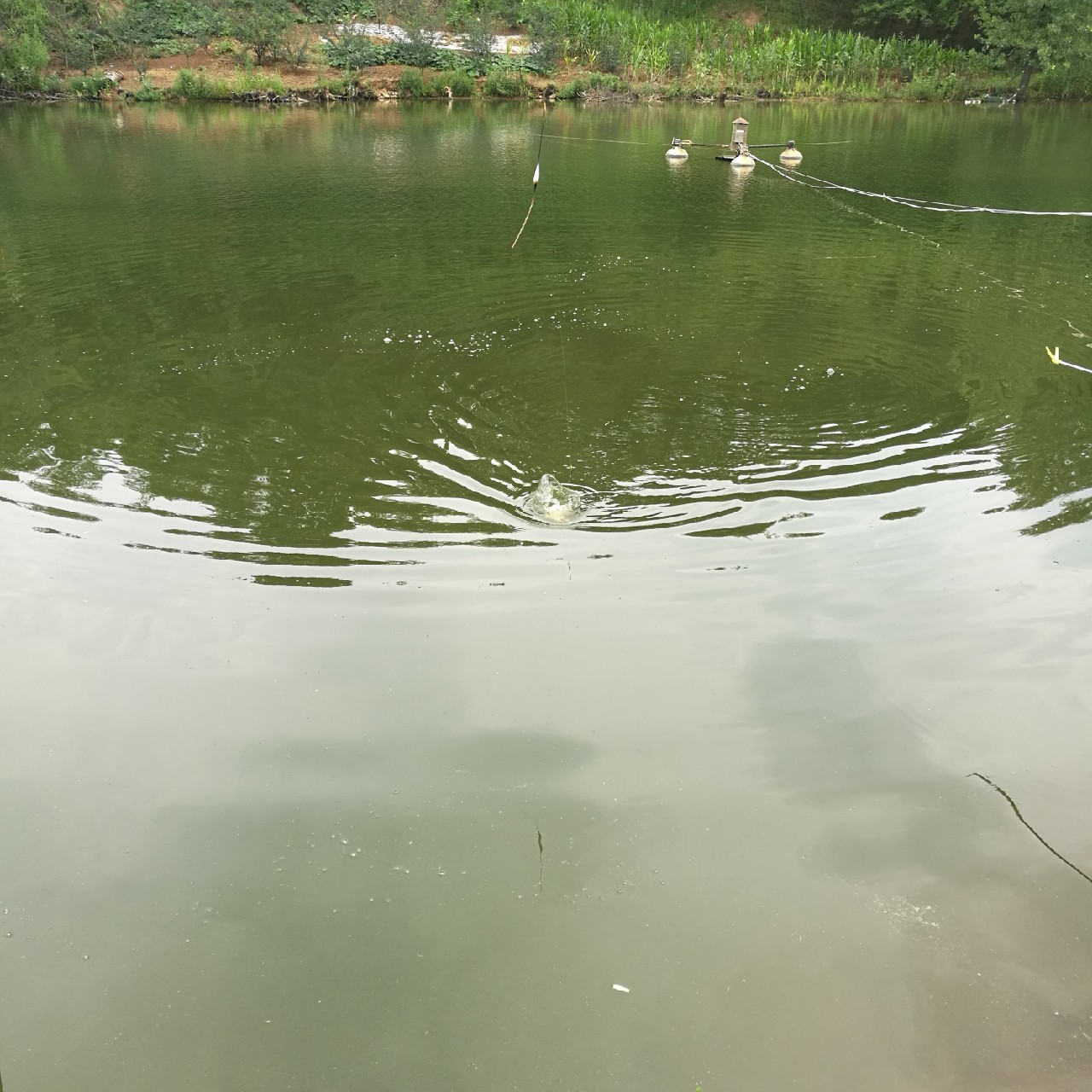 黑坑第二三场钓不到鱼,黑坑鱼竿第二节容易断