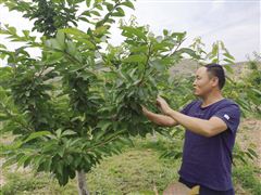 白子君：乡村医生变身农科专家