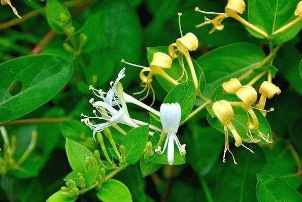 金银花清热解毒祛湿热茶,正宗金银花干货清热去火排毒