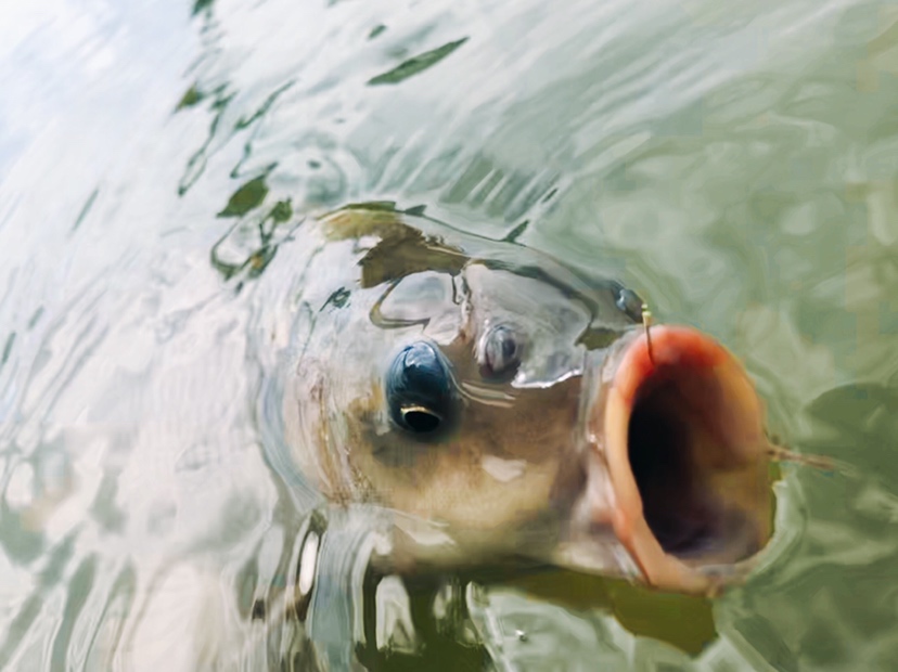 钓鱼装备全套小型鱼竿推荐,私人订制鱼竿路亚