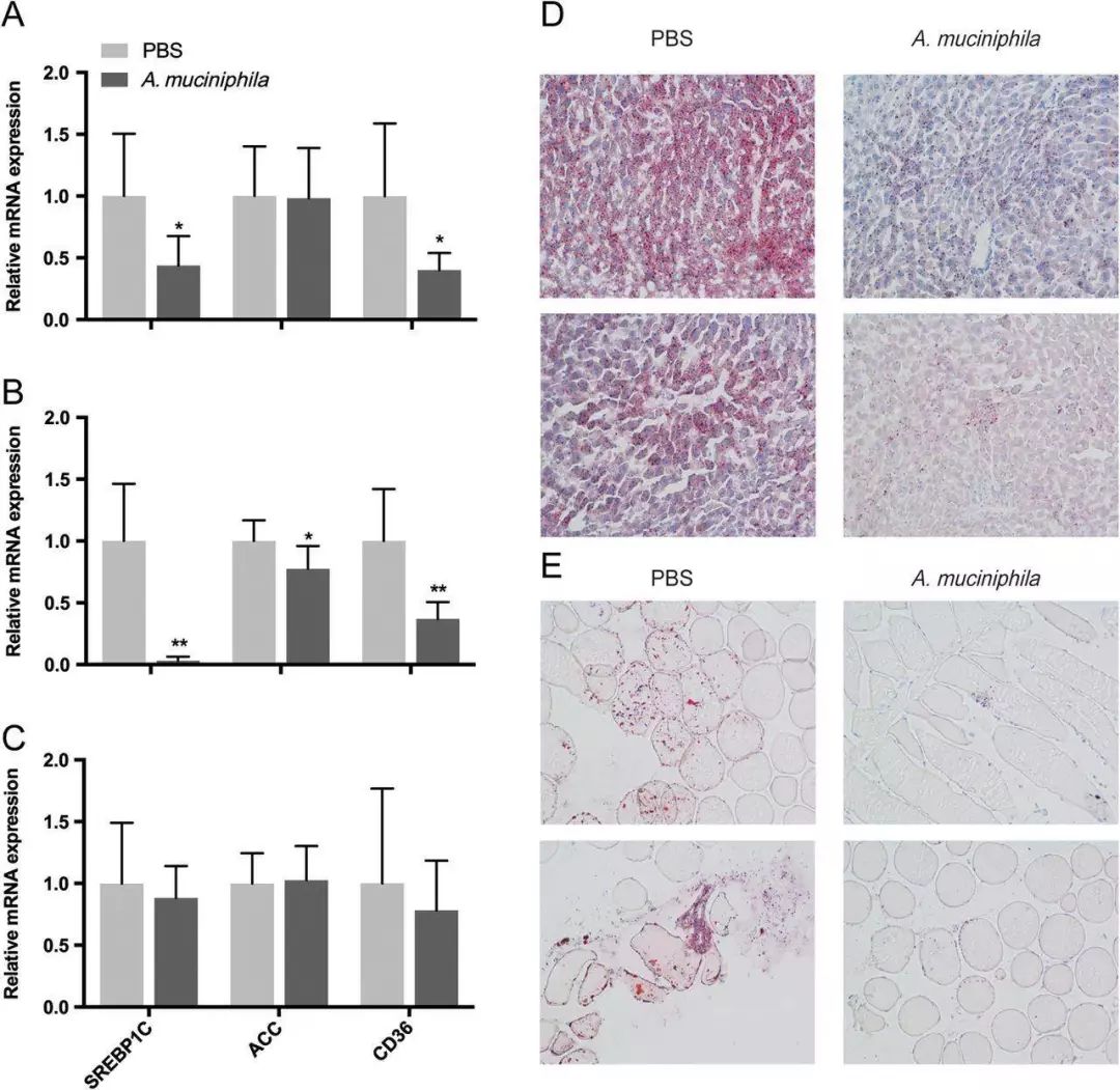 akk益生菌有什么功效,万能益生菌效果怎么样