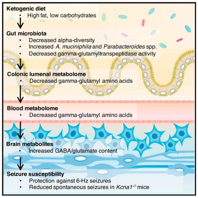 akk益生菌有什么功效,万能益生菌效果怎么样