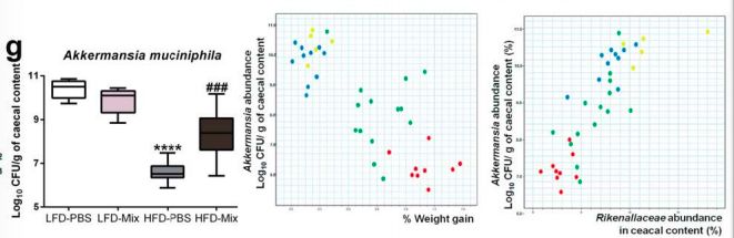 akk益生菌有什么功效,万能益生菌效果怎么样