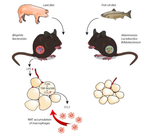 akk益生菌有什么功效,万能益生菌效果怎么样