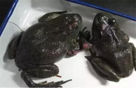 牛蛙大量脱皮及死亡怎么预防,过冬牛蛙腐皮烂身严重怎么治疗