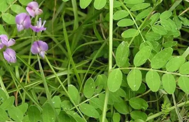 一吹即散的蒲公英图片,一吹就散的蒲公英什么意思