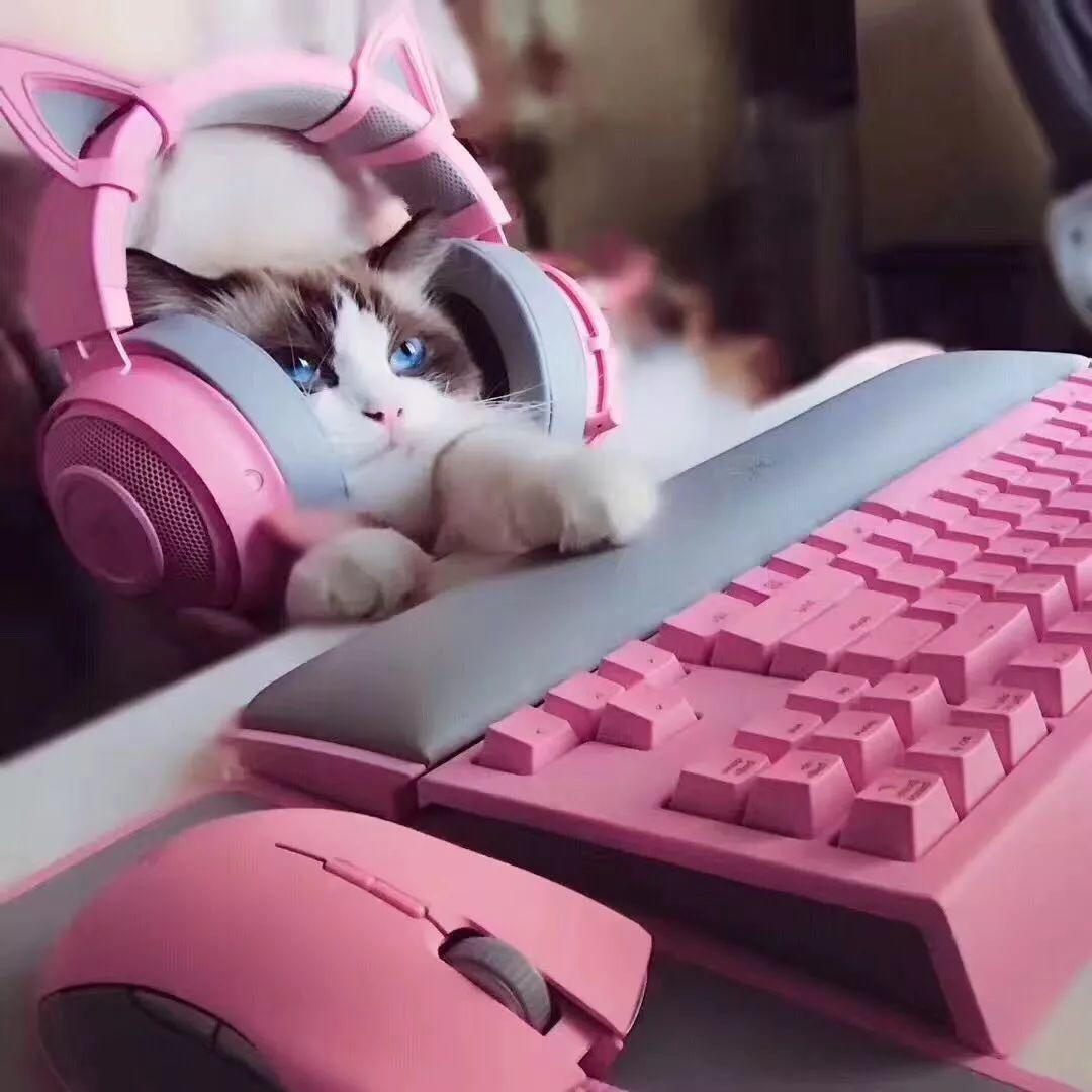 哪款键盘牛逼,断货的几款键盘