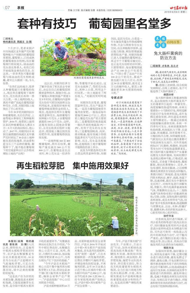 兔大肠杆菌病症状是什么,兔大肠杆菌的症状和治疗方法