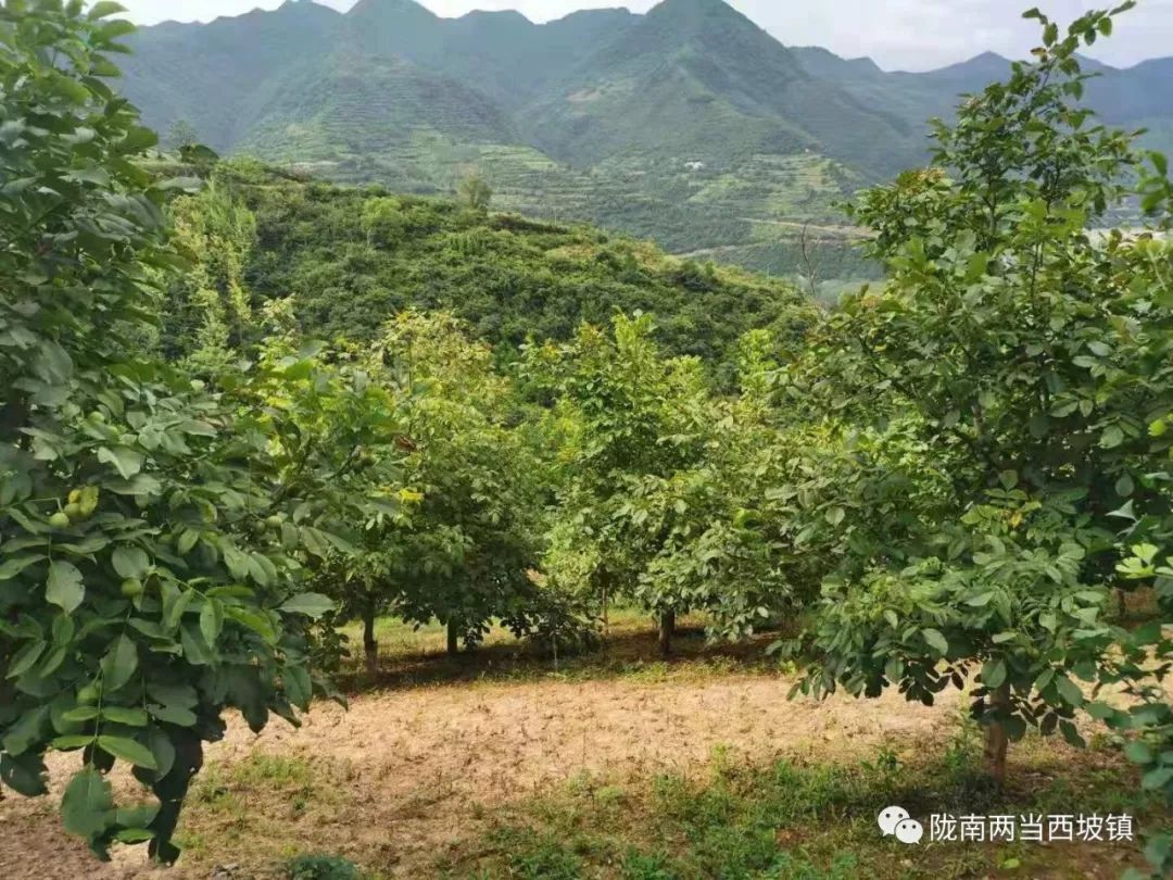 新型土地流转合作社,合作社带动农户土地流转