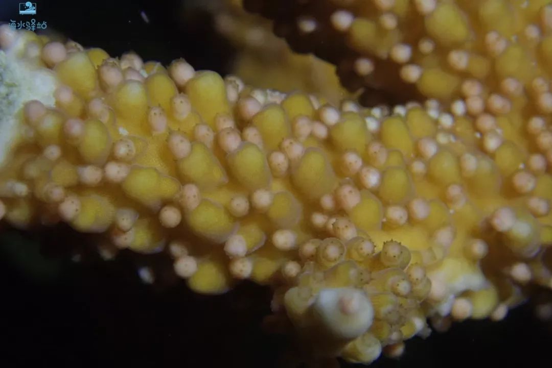 2019年我大学毕业后在日本开个海水店