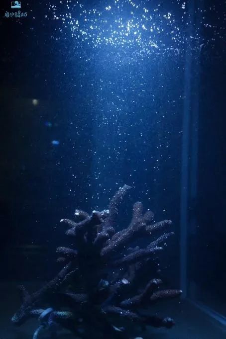 2019年我大学毕业后在日本开个海水店