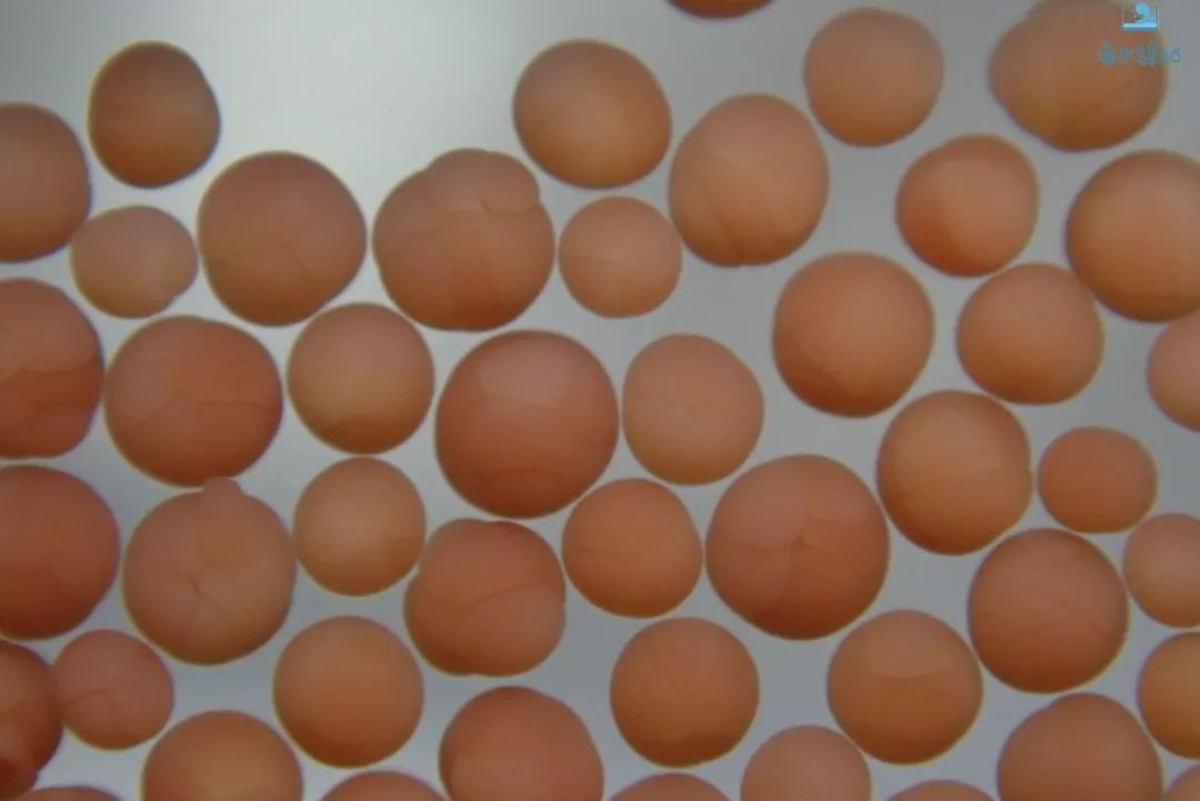 2019年我大学毕业后在日本开个海水店