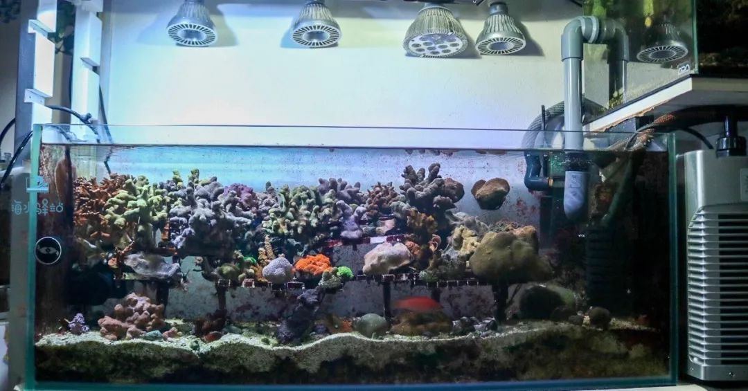 2019年我大学毕业后在日本开个海水店