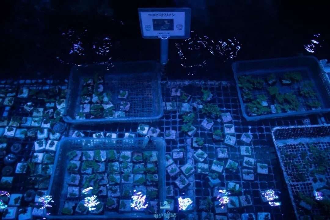 2019年我大学毕业后在日本开个海水店