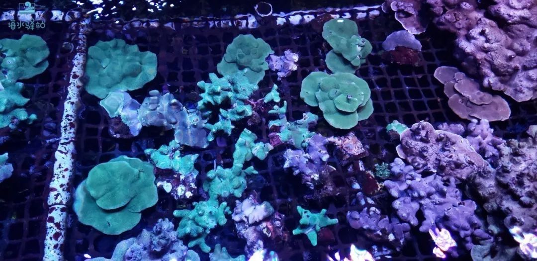 2019年我大学毕业后在日本开个海水店