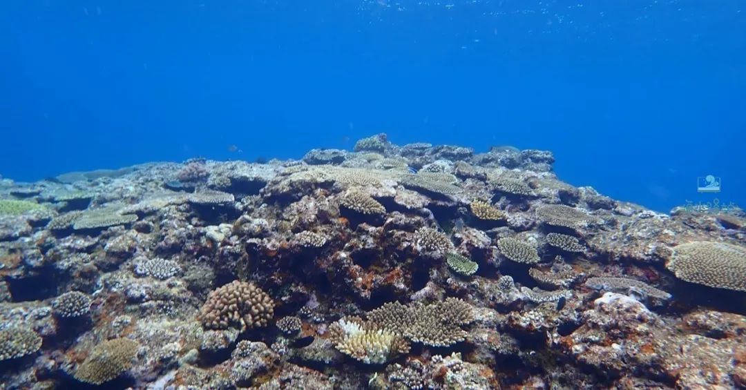 2019年我大学毕业后在日本开个海水店