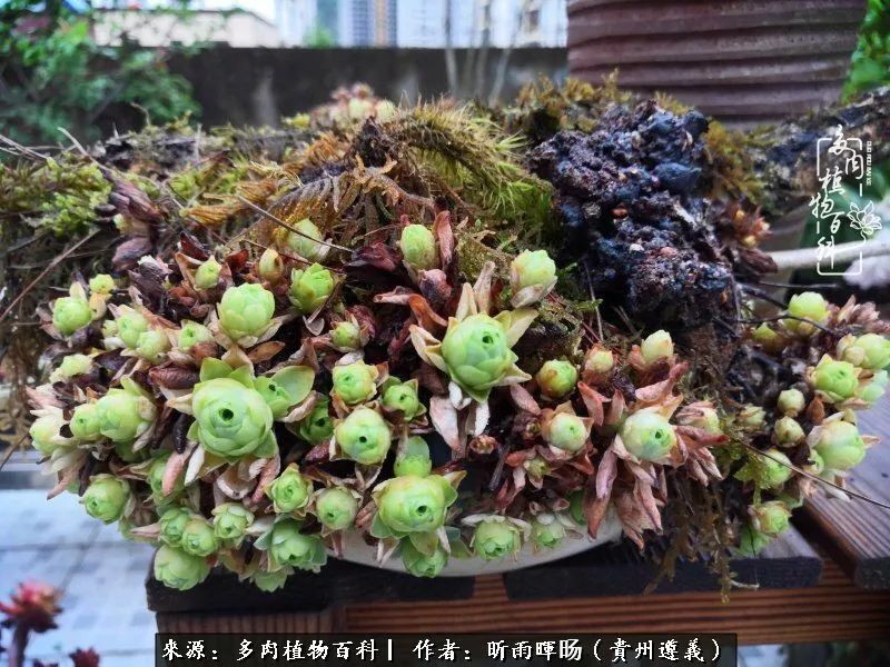 遇见多肉创作的原声,遇见多肉生活从此多了一份美好
