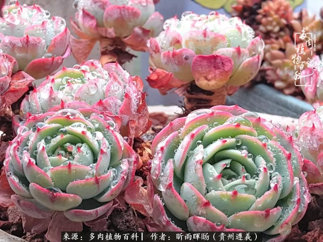 遇见多肉创作的原声,遇见多肉生活从此多了一份美好