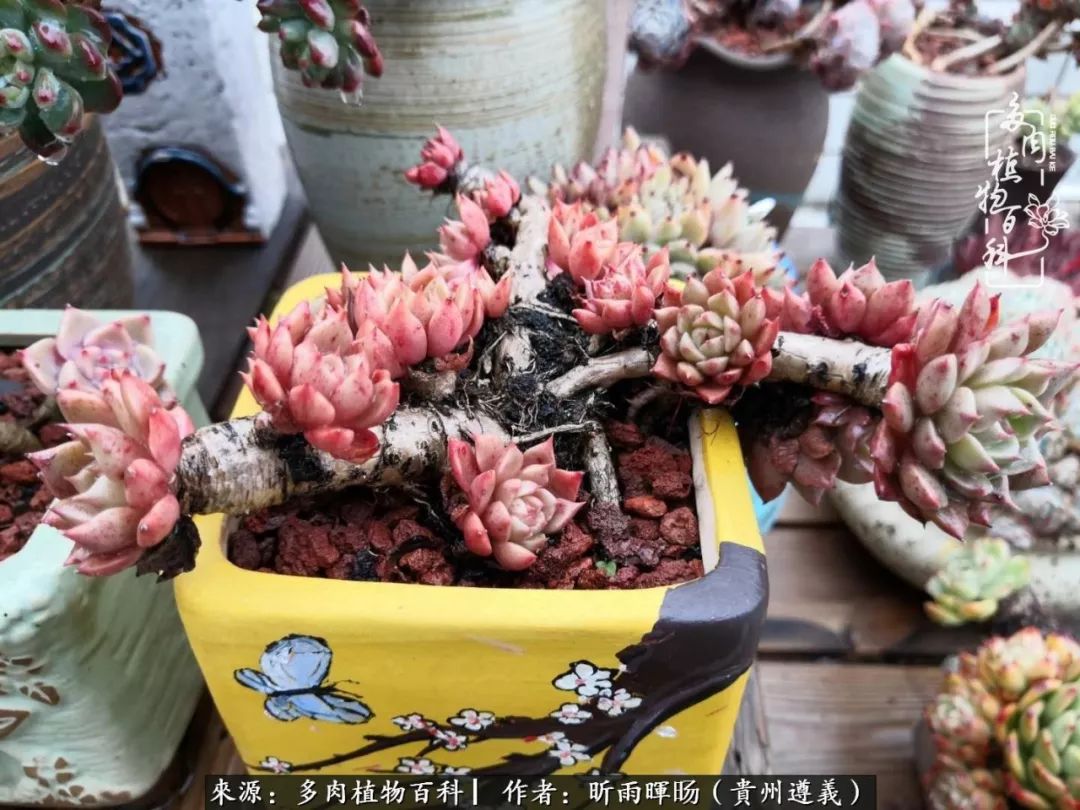 遇见多肉创作的原声,遇见多肉生活从此多了一份美好