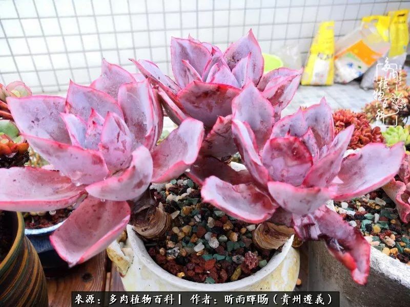 遇见多肉创作的原声,遇见多肉生活从此多了一份美好