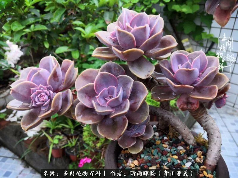 遇见多肉创作的原声,遇见多肉生活从此多了一份美好