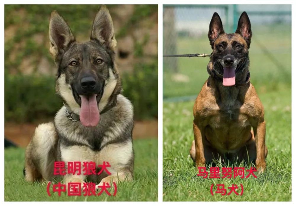 天津烈性犬,天津禁养犬重点管理区域划分