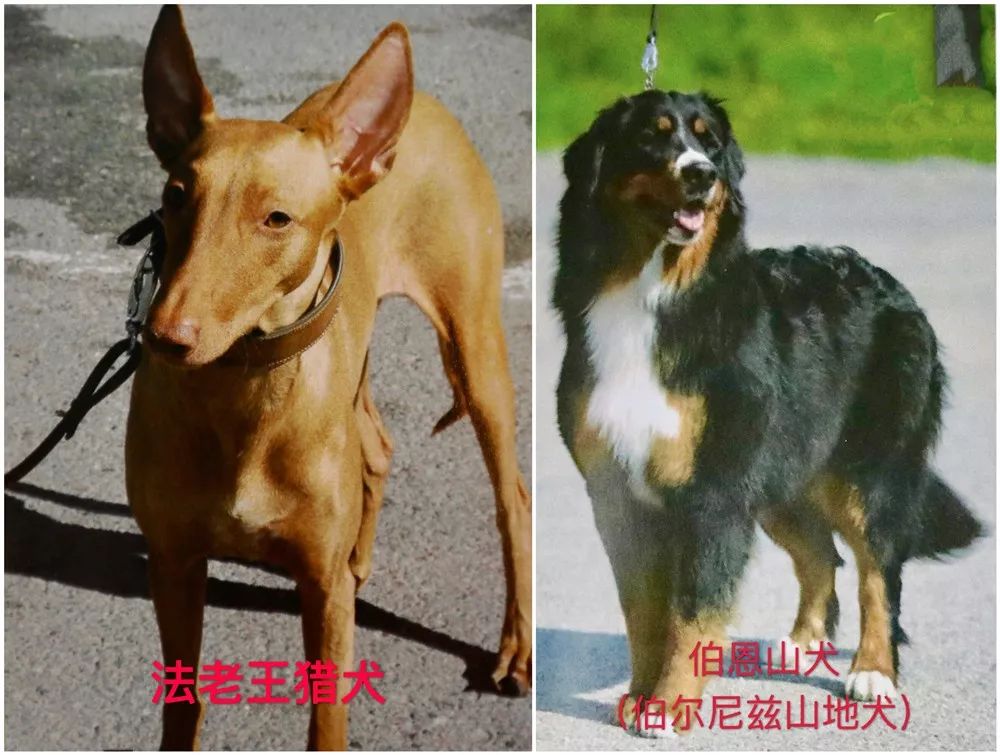天津烈性犬,天津禁养犬重点管理区域划分