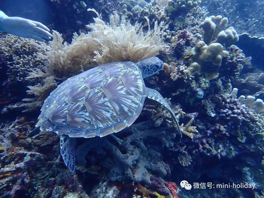 亲历|火山海龟岛屿，盼来武汉直航！“5小时飞行+落地签”身临奇境「398」