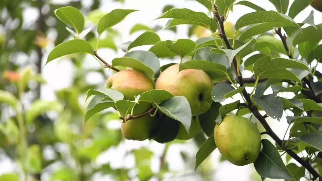 库尔勒特惠鲜梨,逛吃通州