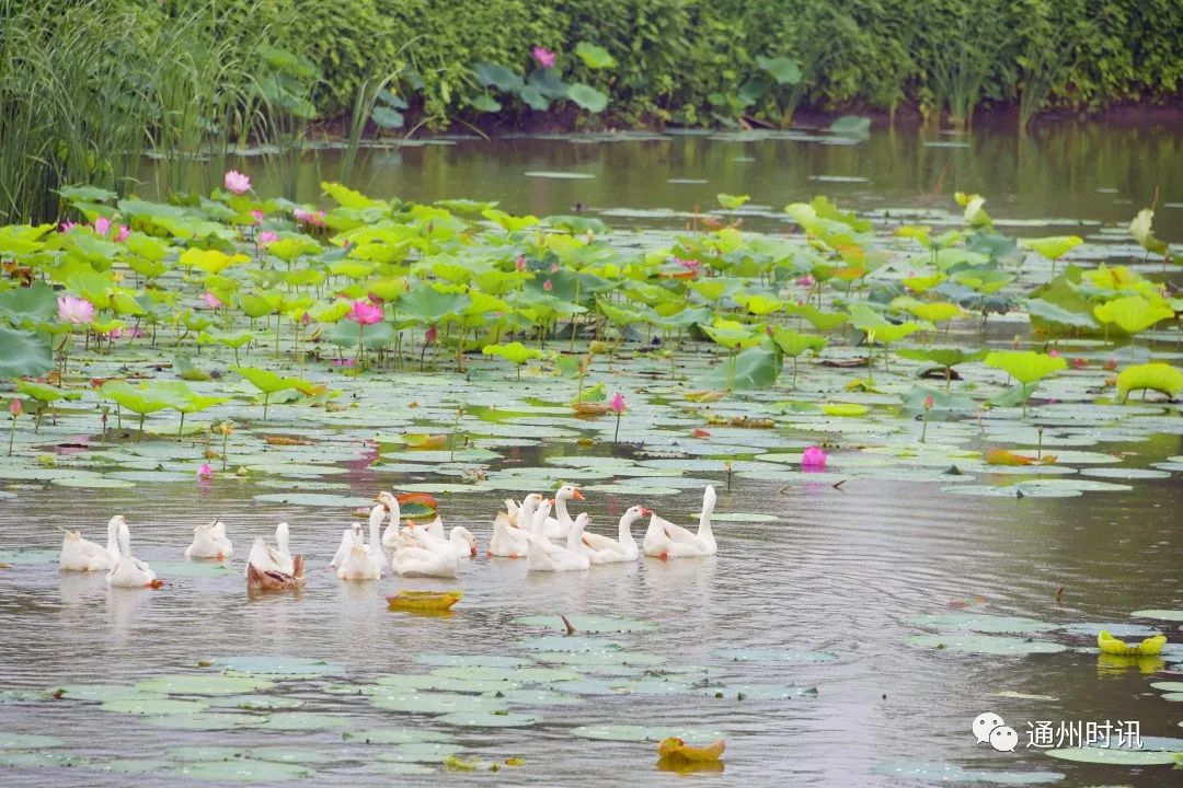 库尔勒特惠鲜梨,逛吃通州