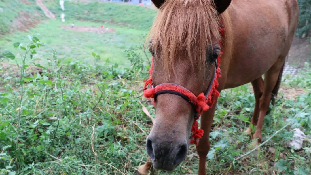 库尔勒特惠鲜梨,逛吃通州