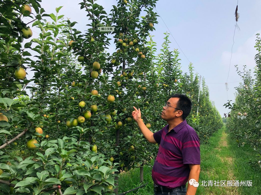 库尔勒特惠鲜梨,逛吃通州