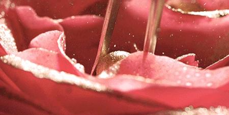 法国花水怎么样,法国花水