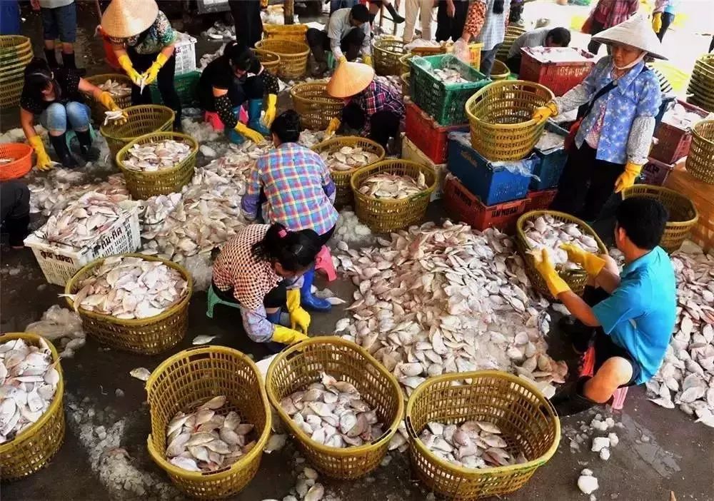 提醒吃海鲜的人们,广西开海节吃海鲜