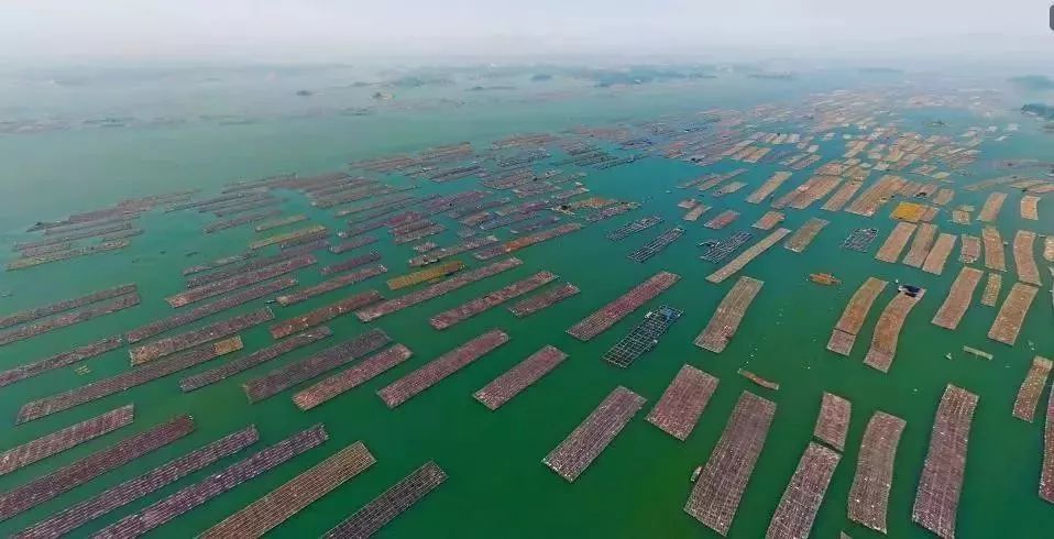 提醒吃海鲜的人们,广西开海节吃海鲜